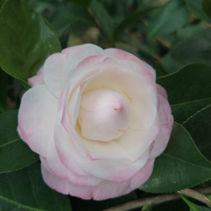 美林达康寿桃茶花珍稀名贵稀有品种盆栽原生时令草本花卉