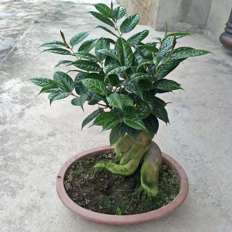 黄樽金花茶原生嫁接树苗精品盆栽名贵珍稀山茶花时令草本花卉