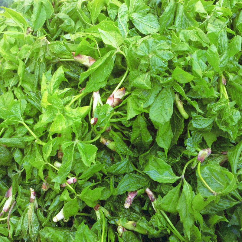 东北长白山野生五加新鲜吉林山野菜刺拐棒刺果棒其它