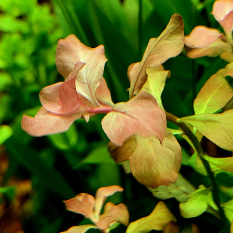 水中亚马逊水景卵叶丁香水草活体中叶中后后景水草