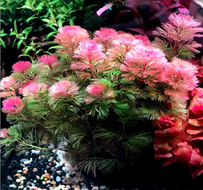 亚马逊水景水草红菊花草cabombafurcataschult群生很美水草