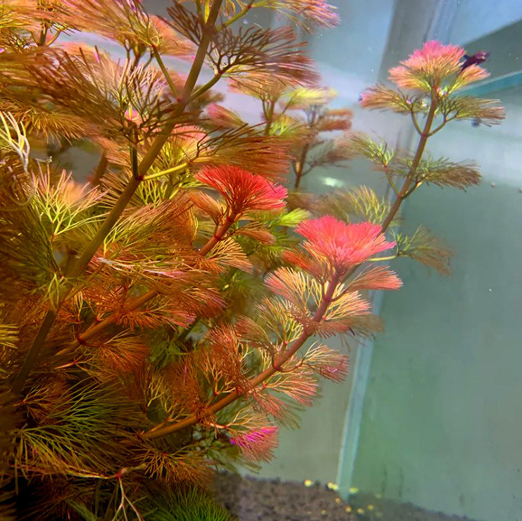 亚马逊水景水草红菊花草cabombafurcataschult群生很美水草