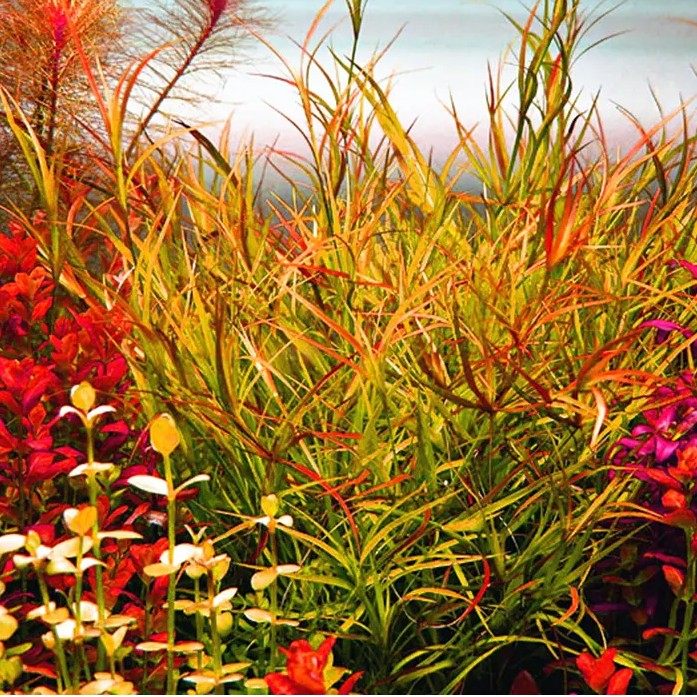 稀有品种赤焰灯芯风车箦藻水草水中中叶鱼缸水草