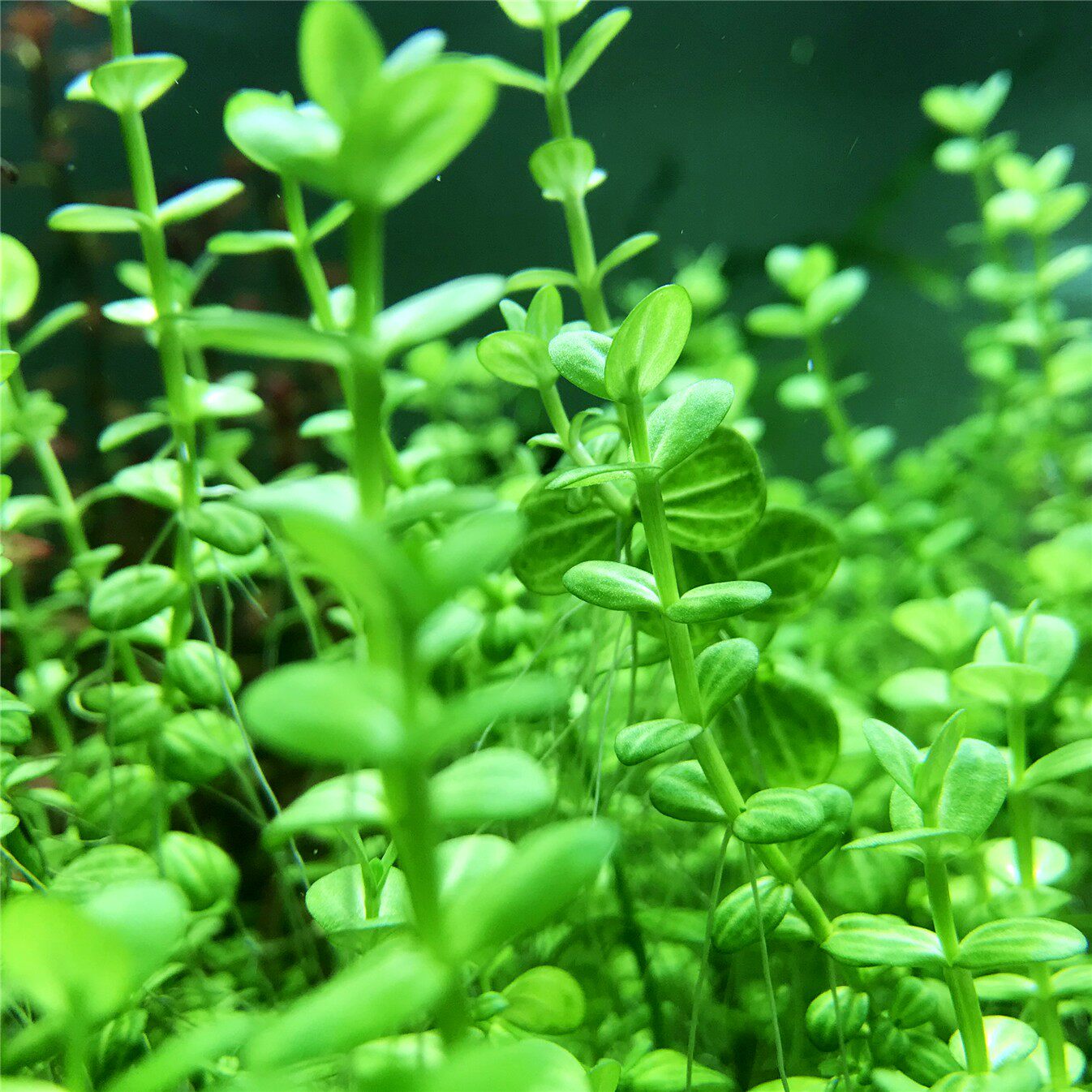 西瓜水草秘鲁瓜子草水中叶自家家养单株叶缸水草