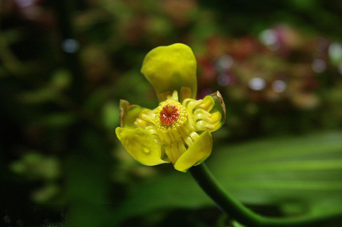 造景鱼缸水草草缸水下叶淡水淡水日本荷根青荷水草