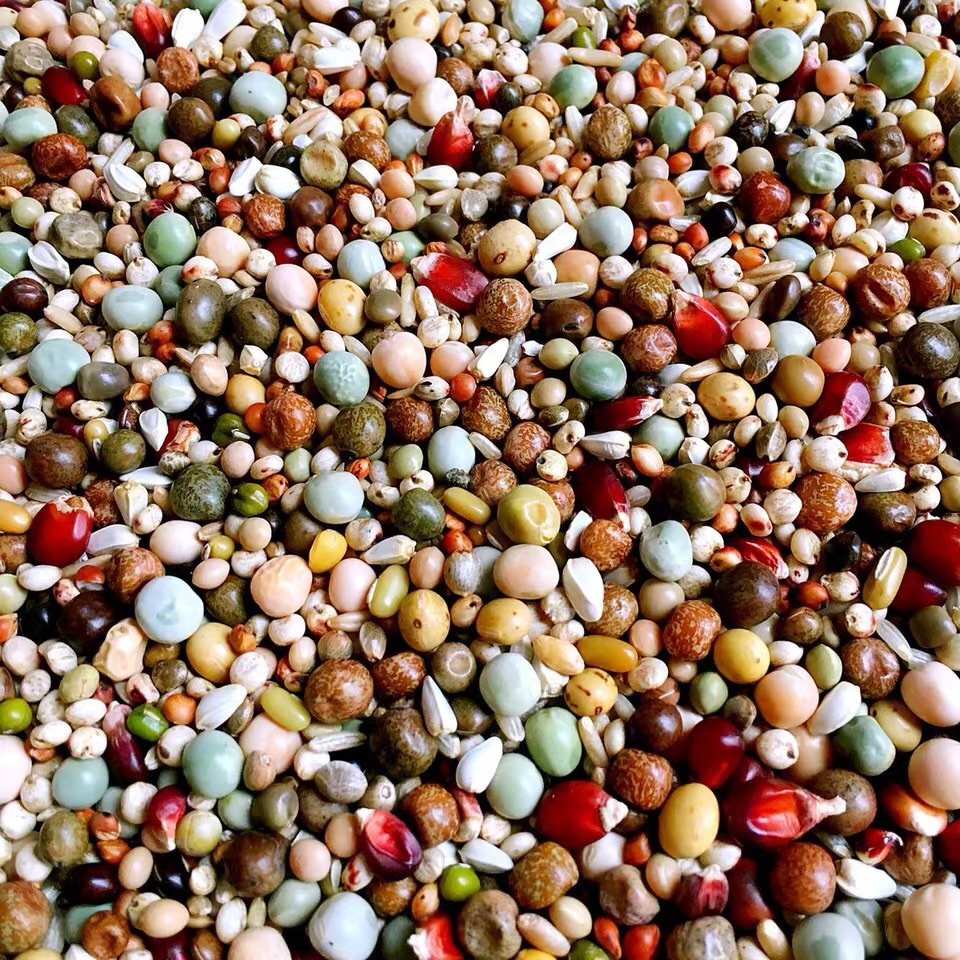 鸽粮幼鸽江浙沪25kg鸟食鸽子a6优质枭龙配制鸟食