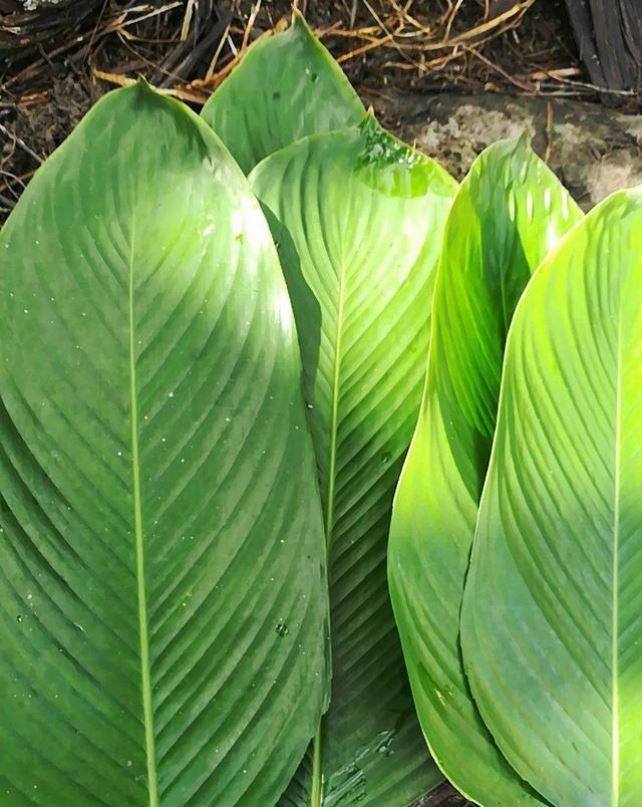 海南粽子子叶野生大粽叶新鲜柊叶现摘一把50张树叶