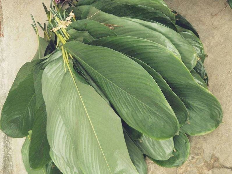 海南粽子子叶野生大粽叶新鲜柊叶现摘一把50张树叶