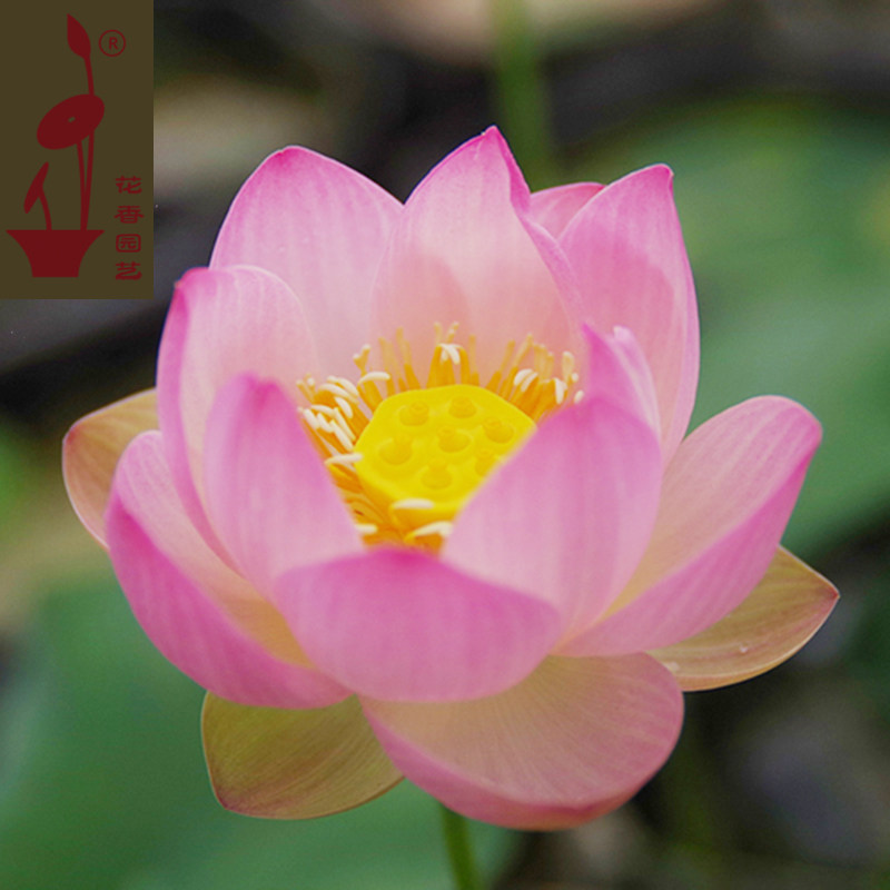 粉妆1号中小型碗莲种苗子盆栽荷花花苗阳台庭院时令草本花卉