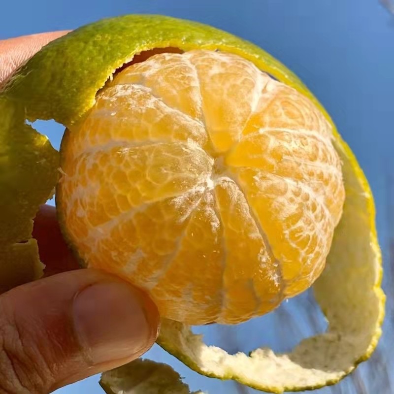 皇帝直发橙贡10斤特产东德广西果园柑桔现摘桔子