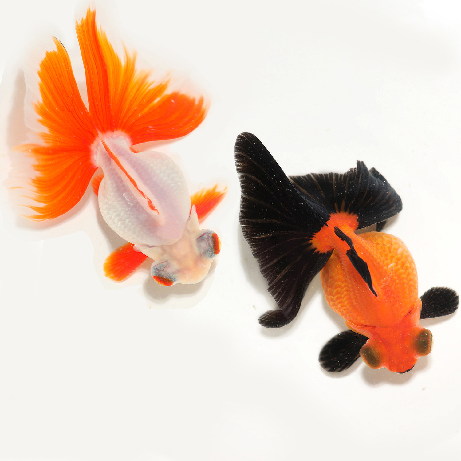 精品熊猫蝶尾金鱼活体观赏鱼黑白白蝶招财国粹鱼