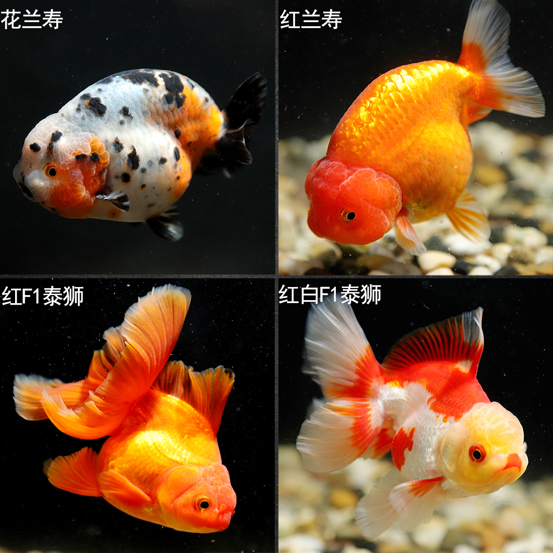 精品兰寿泰狮蝶尾狮子头水泡猫狮冷水鱼金鱼活体观赏鱼水族宠物