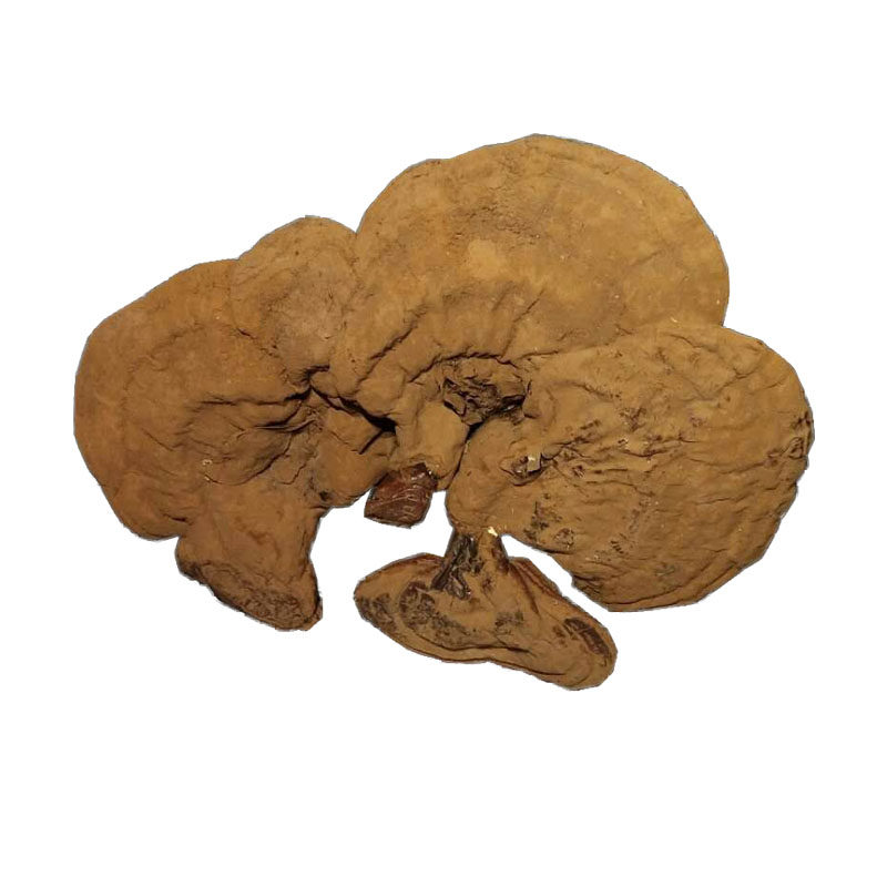 灵芝野生松杉片泡煲汤非同同仁堂长白山白肉切片整枝灵芝