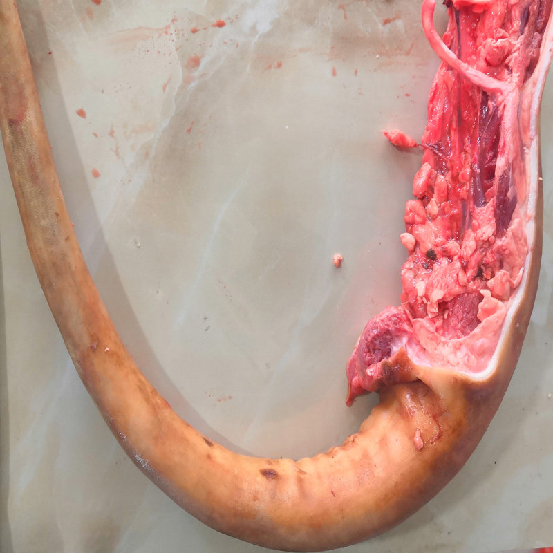 新鲜带龙生鲜冷冻牛尾黄牛尾带皮散养农家贵州牛尾