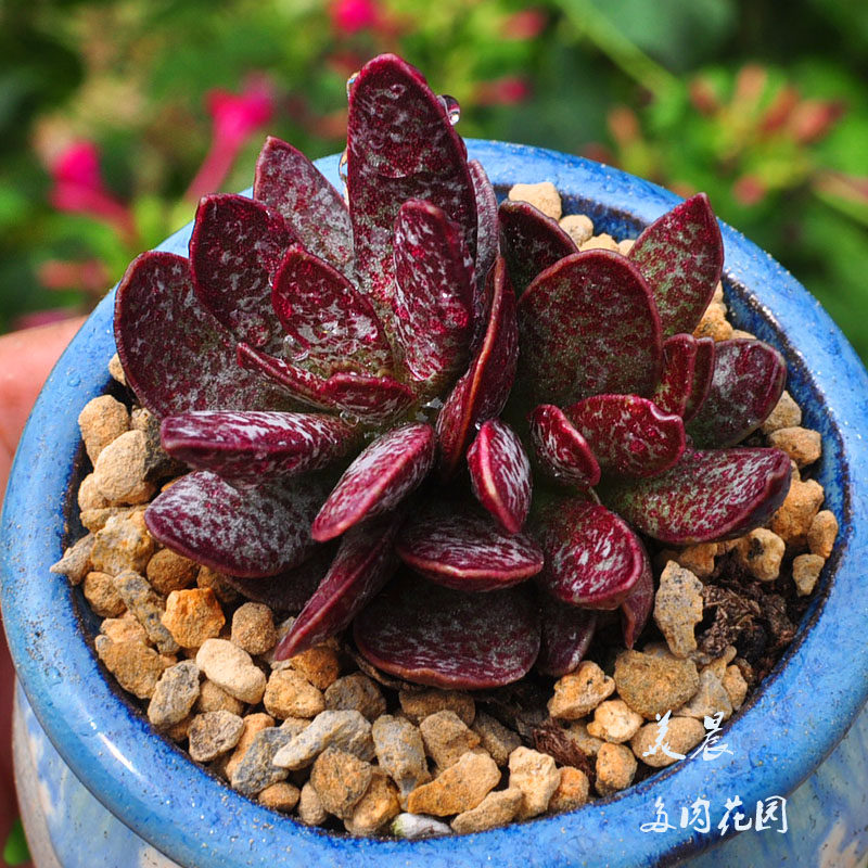 多肉植物赤兔水泡美晨特价花卉绿植盆栽新手多肉植物