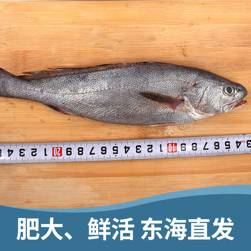 海鱼舟山新鲜鮸鱼300g深海鲜活小米米鱼海冷冻海淡水鱼类