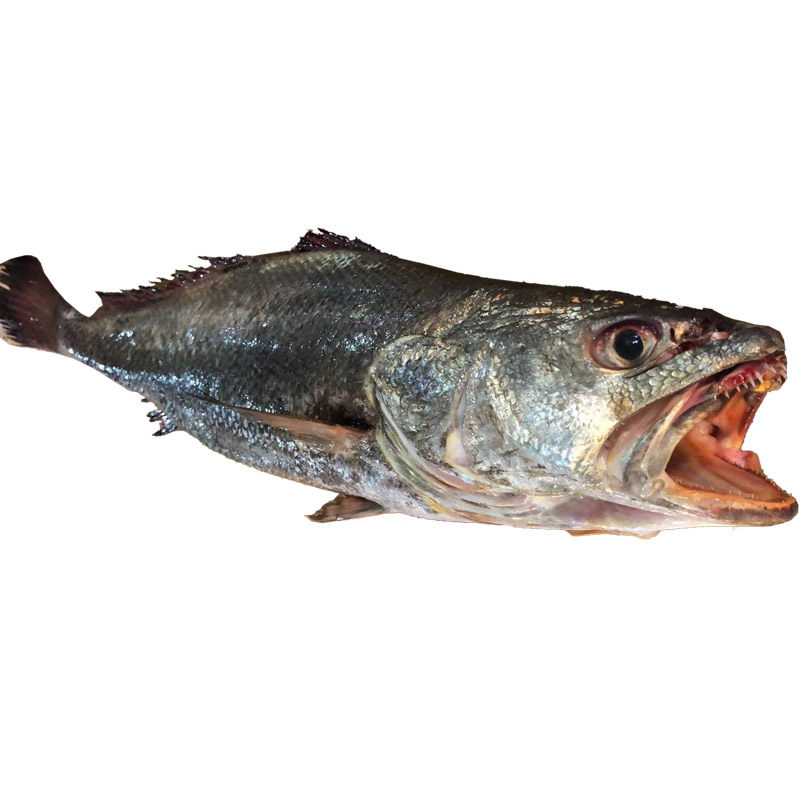 舟山新鲜特大鮸鱼67斤宁波水产大米鱼胶米鱼其它