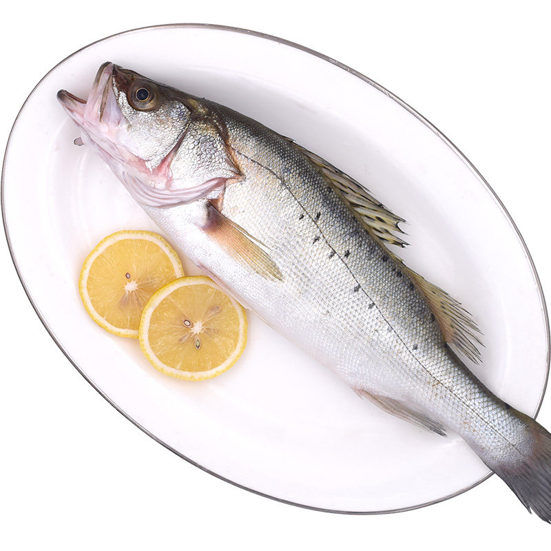 舟山新鲜大鲈鱼 500g鲜活海鱼海捕花鲈鱼海鲜水产宁波七星海鲈鱼 - 爱