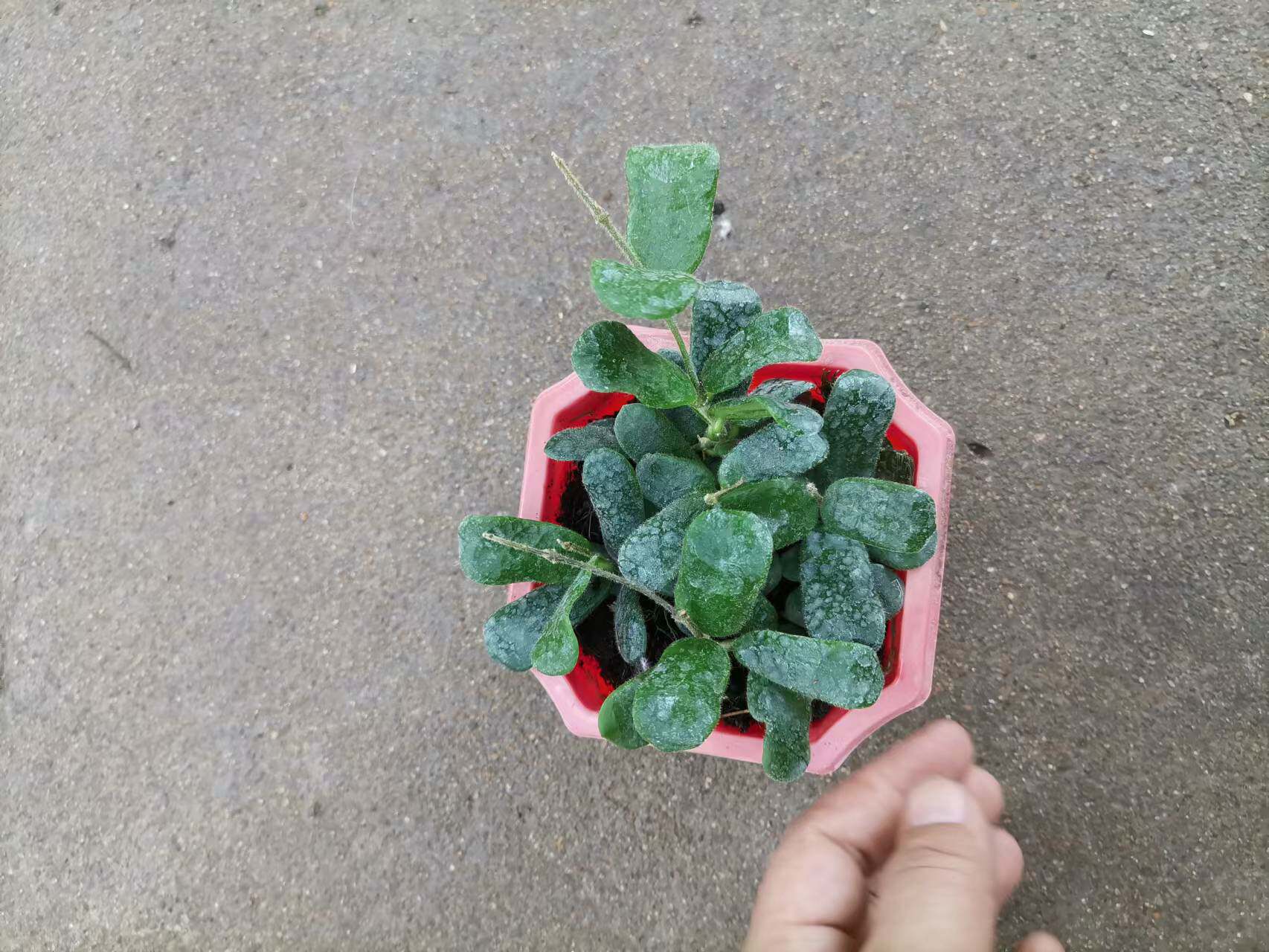耐热花卉小方叶球兰香味味好卧室阳台净化空气垂吊时令草本花卉