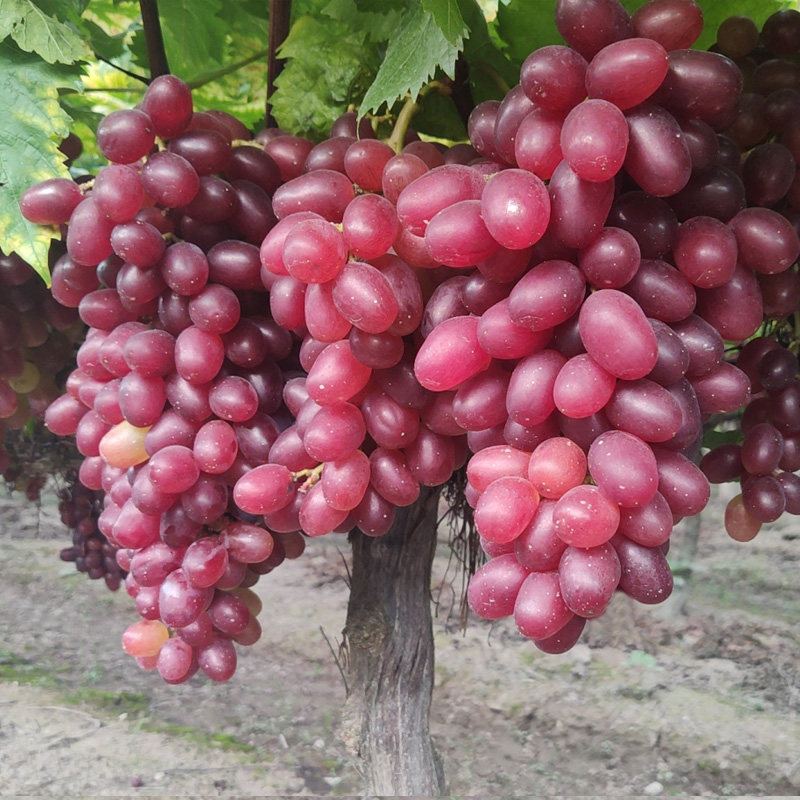 广西桂林温克葡萄提子新鲜当季水果红提现摘葡萄