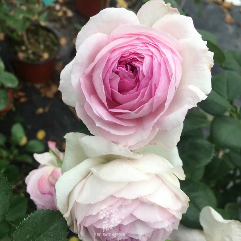 老花维萨浓香多头耐热月季月季花花苗绿植花卉时令草本花卉