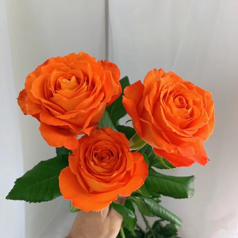 老花国王新品玫瑰大花耐热热切花月月季绿植时令草本花卉