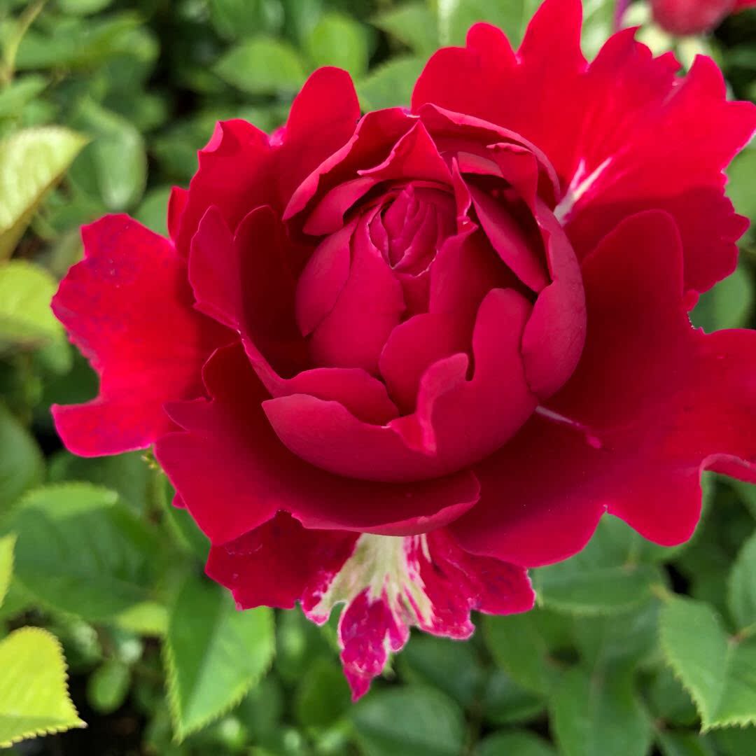 老花魅力波浪大花月季月季花花苗绿植花卉玫瑰时令草本花卉