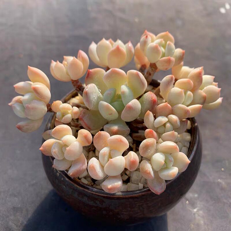 植物多肉稀有品种蜜桃格林老桩群生肉防辐射室内多肉植物