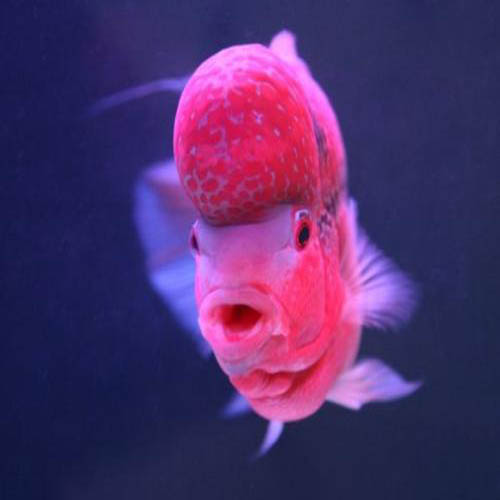 罗汉罗汉鱼鸿运当头麒麟十八元宝鱼苗混养热带观赏鱼鱼