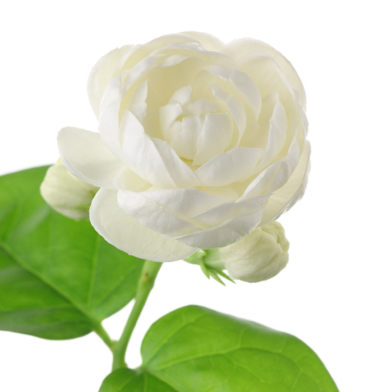 茉莉虎头幼苗盆栽重瓣巴西花苞三叶轮生花苗时令草本花卉