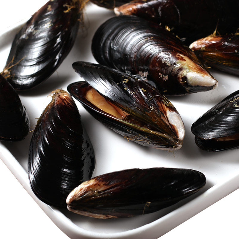 青口贝鲜活贻贝海虹贝类烧烤海鲜食材包邮淡菜海红新鲜特大青口螺