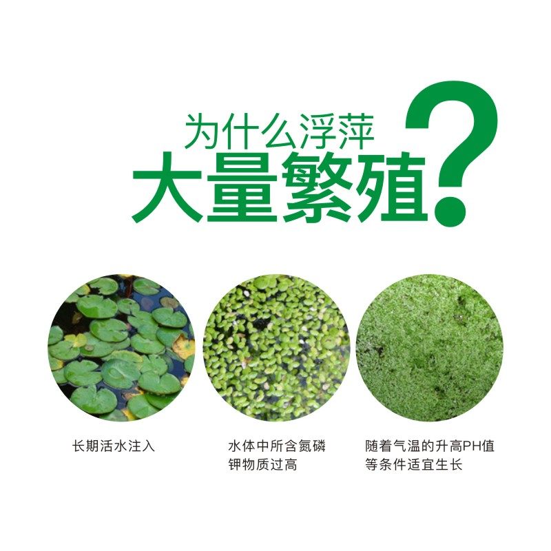 浮萍净不水草莲藕稻田龙虾蟹鱼池塘杀灭一喷水草