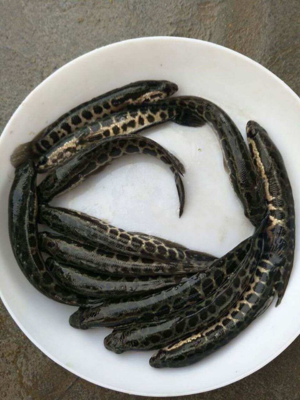 鱼苗黑鱼活体淡水养殖乌鱼观赏鱼好养放生鱼黑其它水族宠物