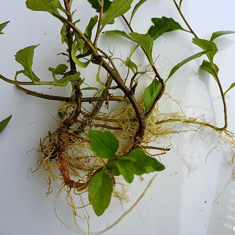 马兰野生头根新鲜现挖草种田边菊纯根泡茶中草药叶菜类