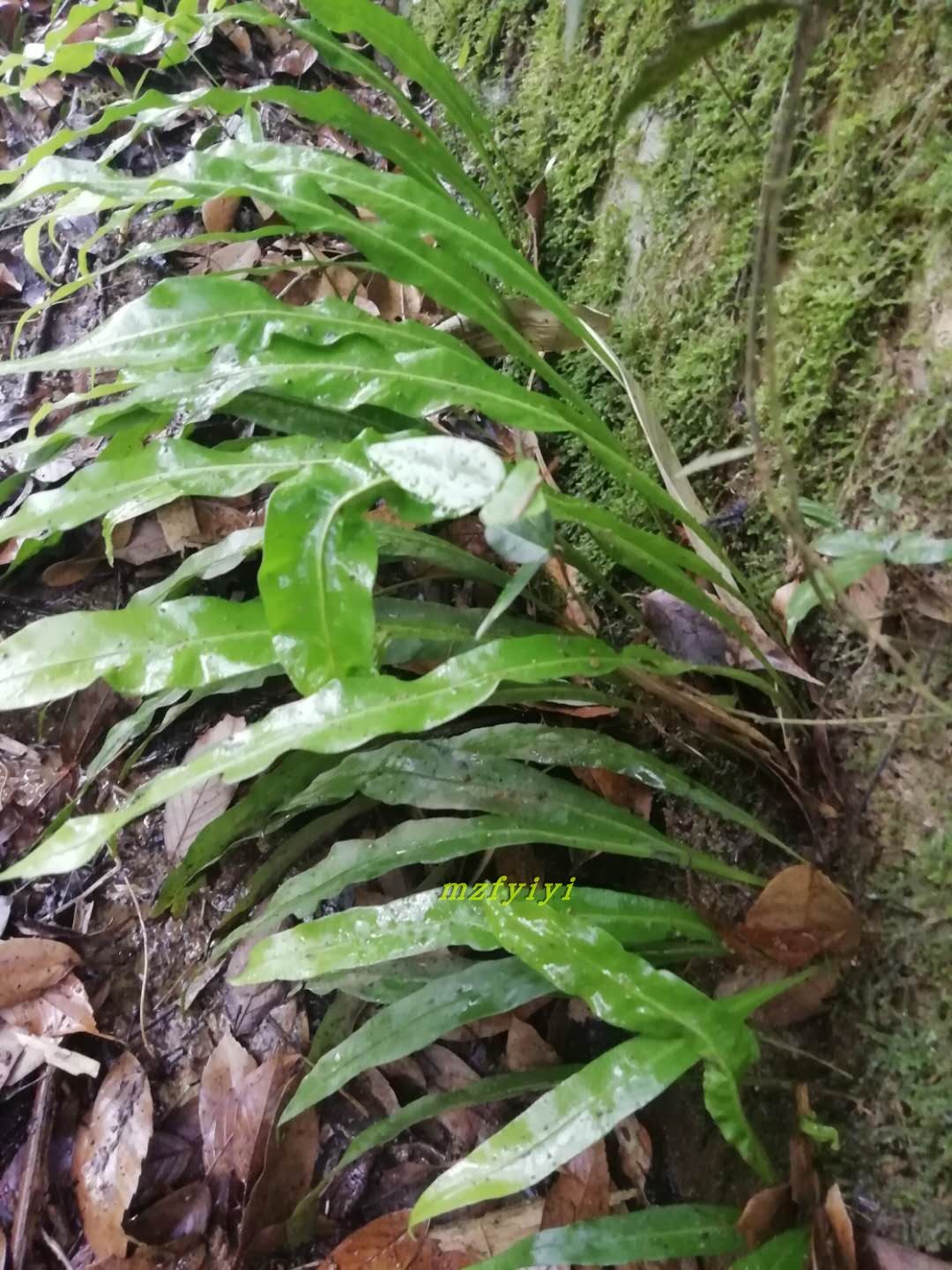 七星野生福建纯野瓦韦新鲜草中草药药材500g其它