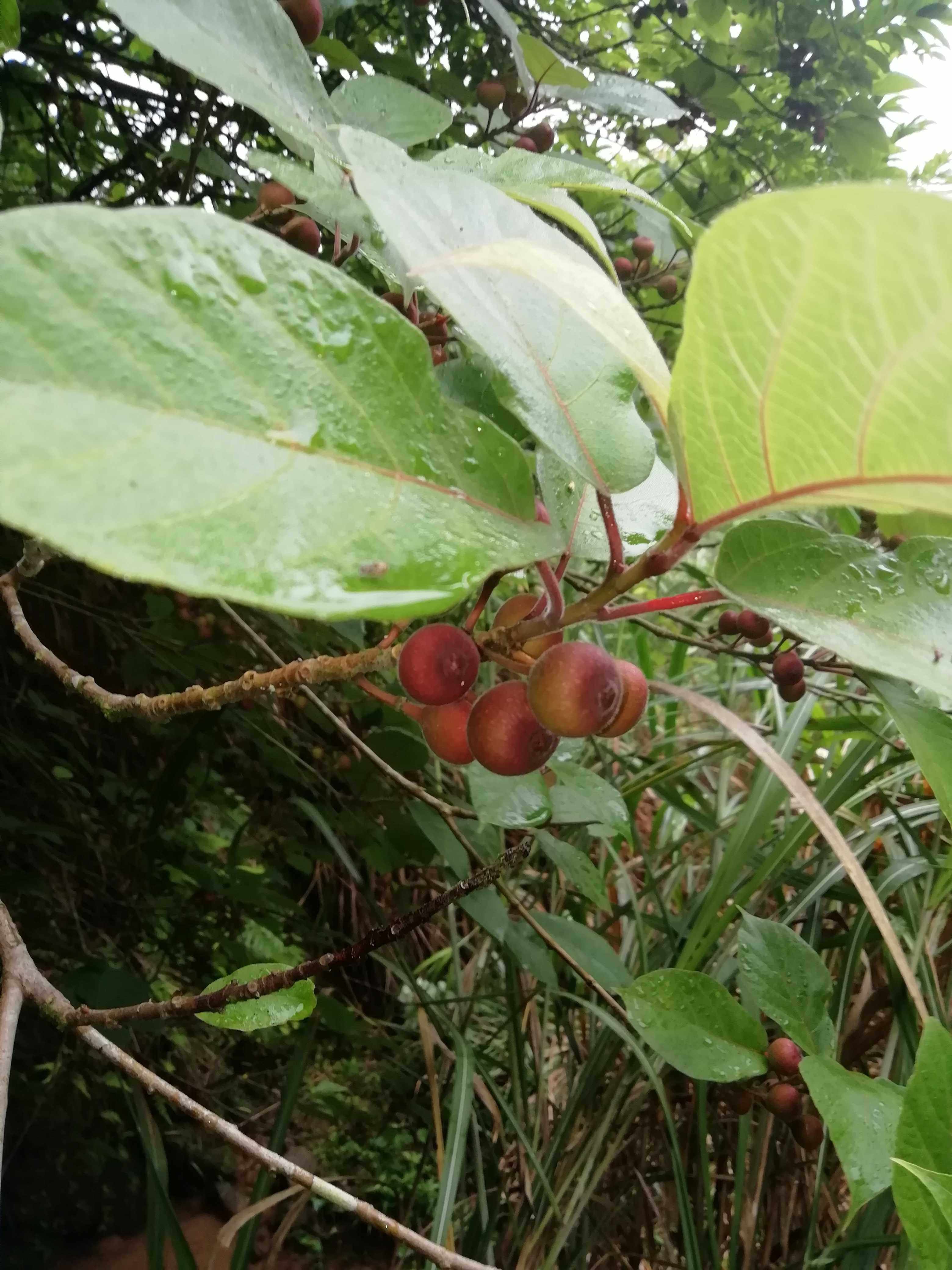 仙果天仙福建野生毛天大叶牛奶奶子新鲜根包土豆