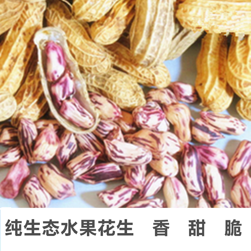 云南七彩野地花生农家干花生带壳生花生原味水果花生彩色花生种子