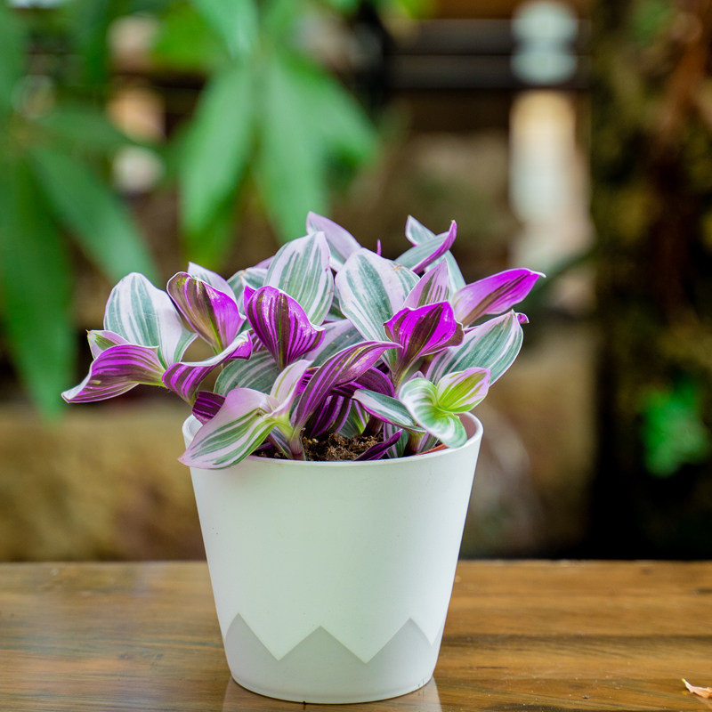 油画婚礼吊兰兰锦绣球鸡冠花玛格丽特盆栽带花花苞绿植