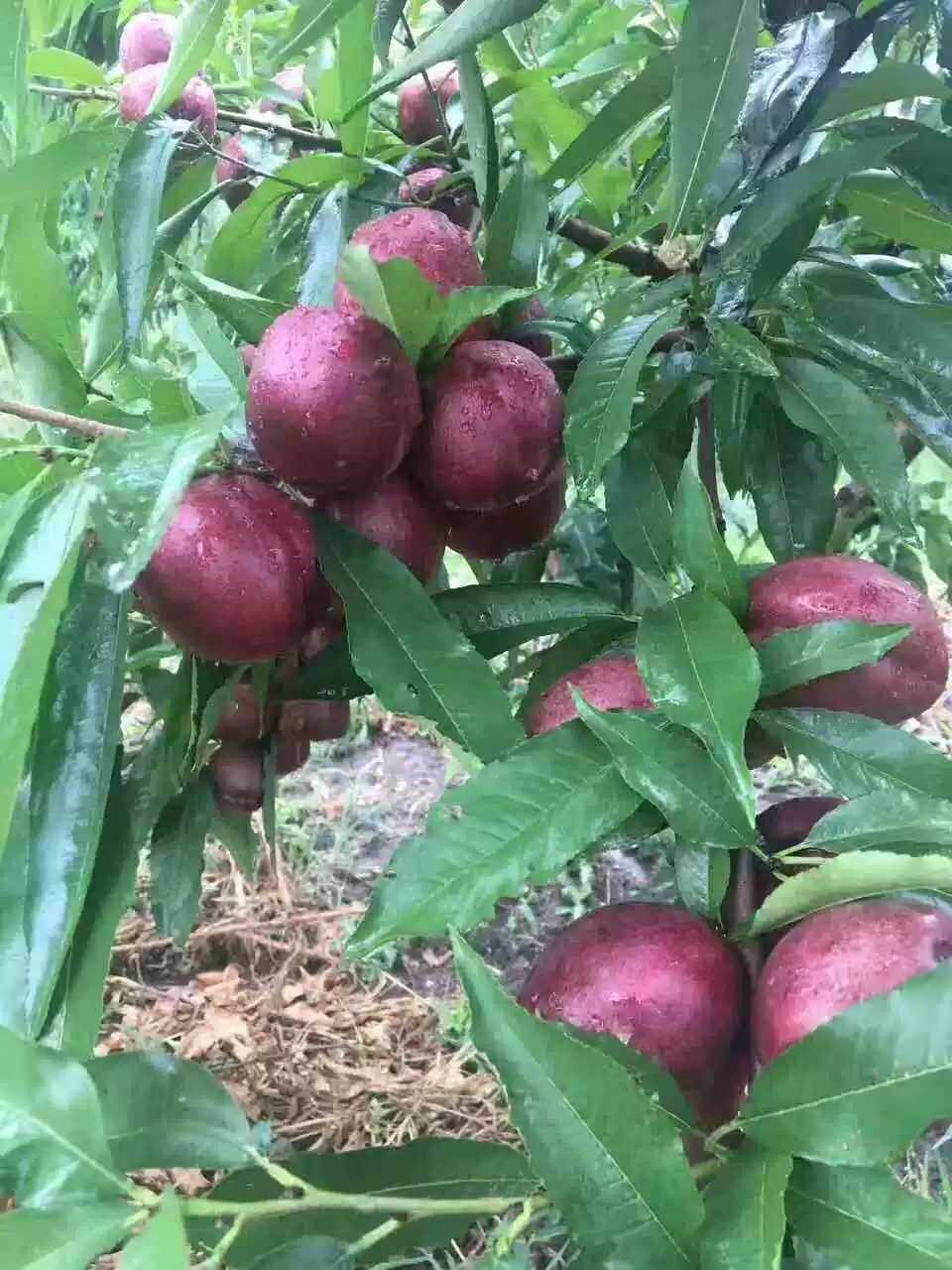 现货发货中如如皋富硒紫桃农家自种现摘现发桃