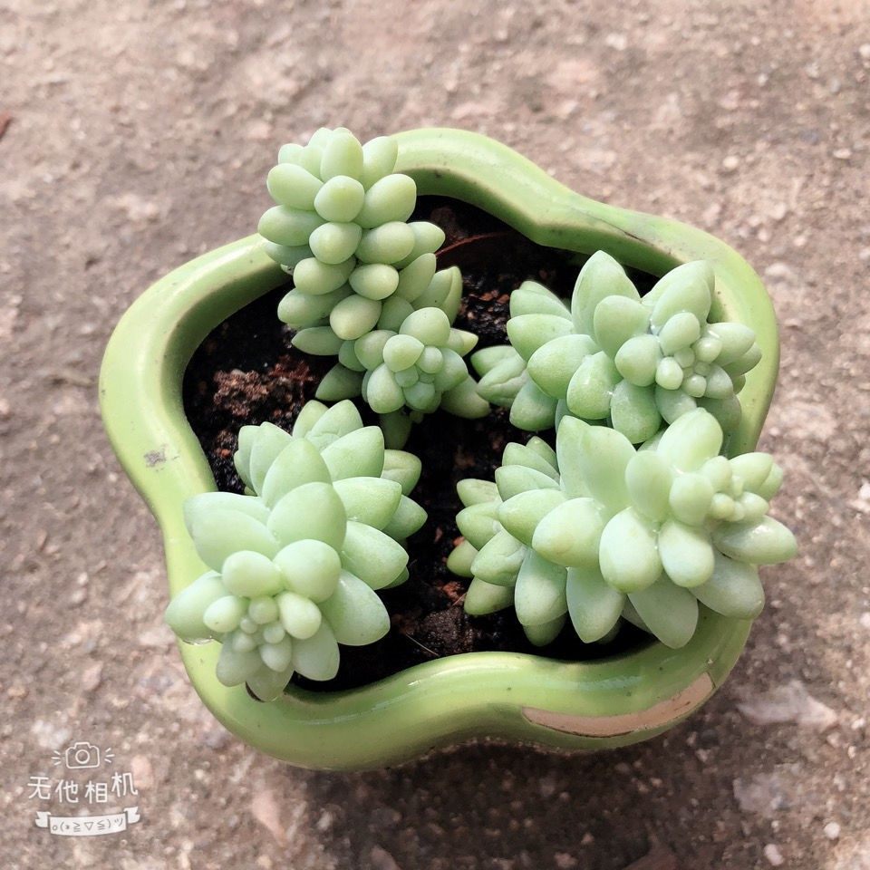 新玉坠玉缀彩虹虹玉坠爆盆多肉植物新手好养群生多肉植物