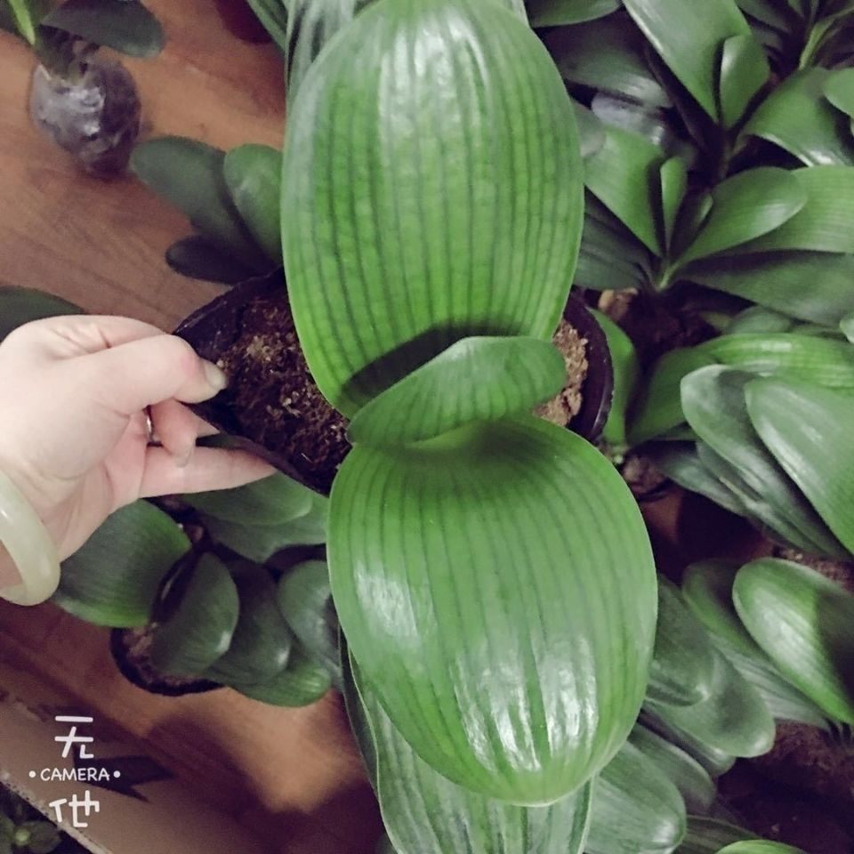 盆栽原盆原土兰花精品君子兰圆头和尚花卉当年绿植