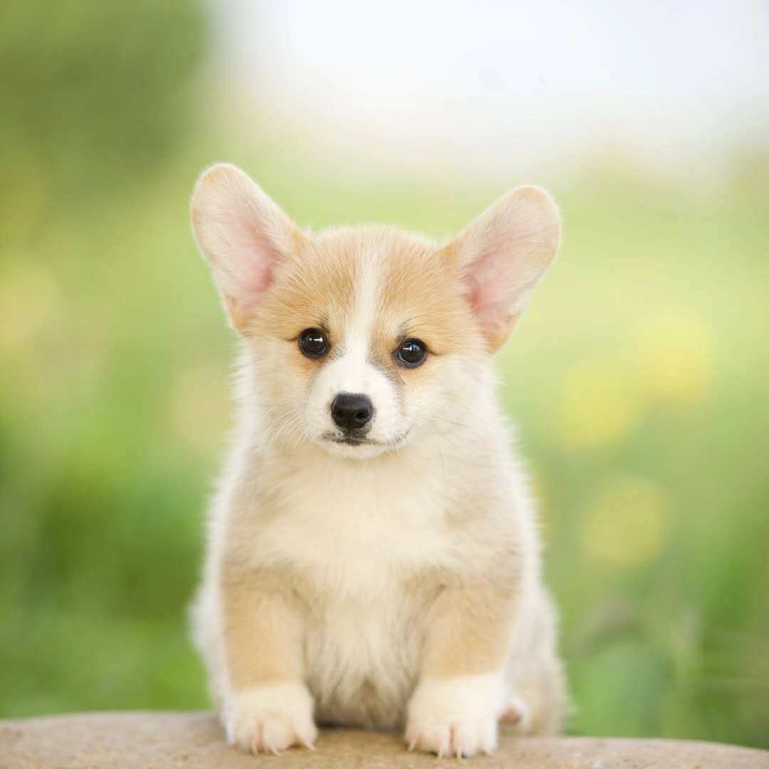 柯基纯种幼犬家养活体小型威尔士两色三色短腿狗狗