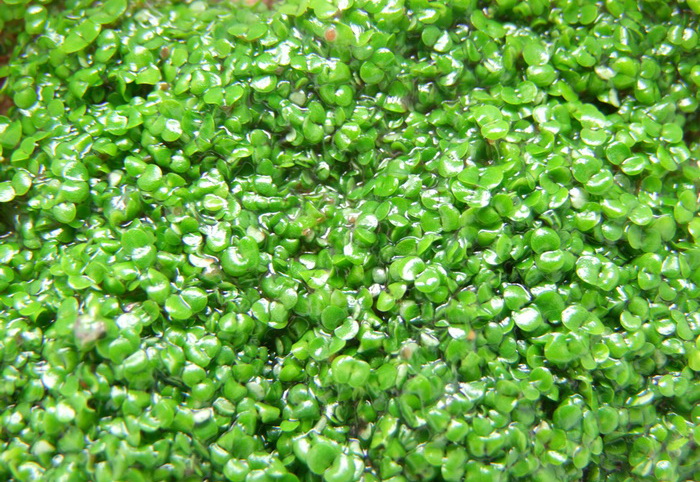 泰国正品进口珍珠海藻面膜超小颗粒补水保湿涂抹面膜