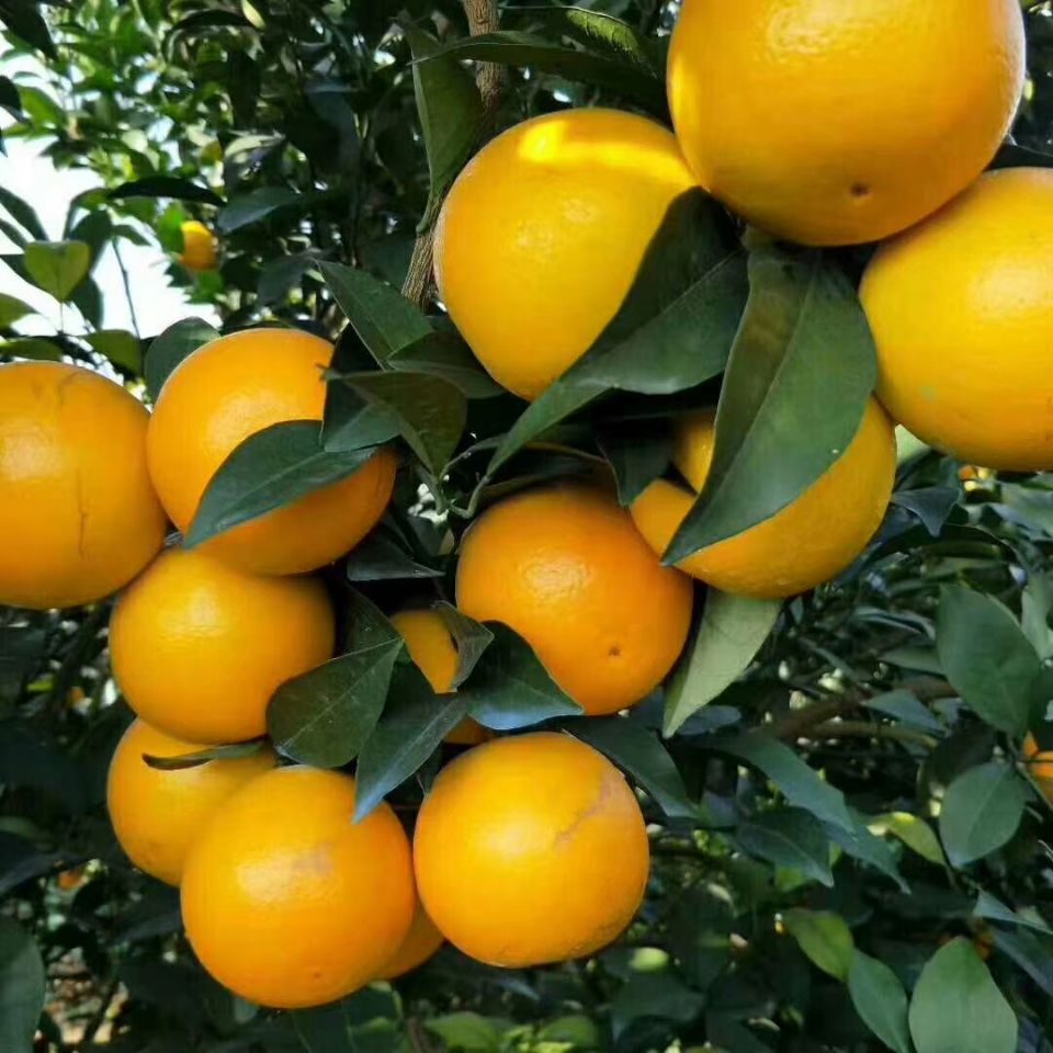 水果廉江红橙10斤红心橙孕孕妇应季橙子非夏橙