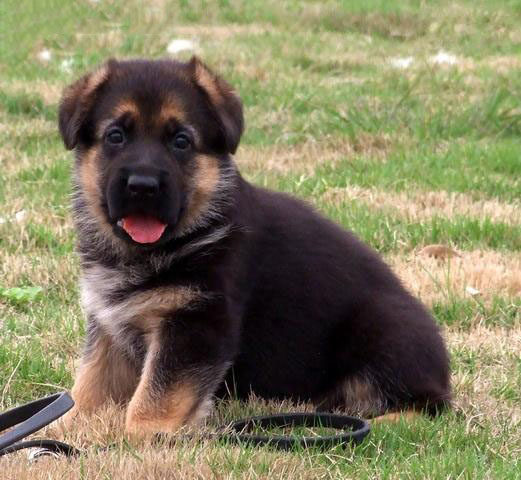 沈阳赛级德国牧羊犬幼犬大型纯种德牧犬狼狗黑背警犬家养宠物狗狗