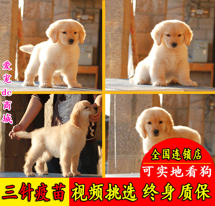金毛昆明出售纯种幼犬双血统赛级猎犬宠物狗活体狗狗