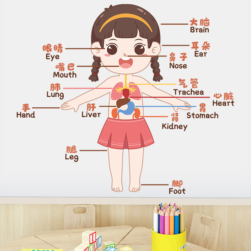 儿童早教学习身体部位卡通贴纸幼儿园小学班级墙贴