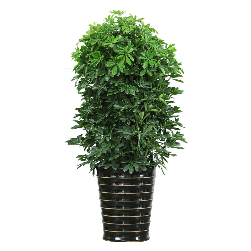 无锡同城配送鹅掌柴发财树超鸭脚木大盆栽型绿植开业盆景招财树