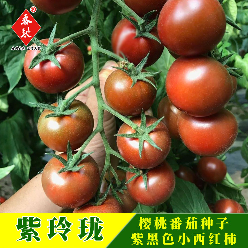 种子番茄紫玲珑千禧樱桃紫色西红柿阳台蔬菜蔬菜种子