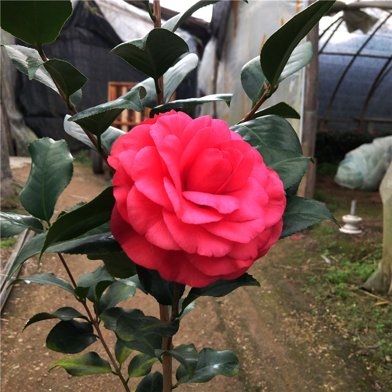 荷尔茶花盆栽开花大红大花型四季盆栽花卉阳台客厅庭院鲜花带花苞